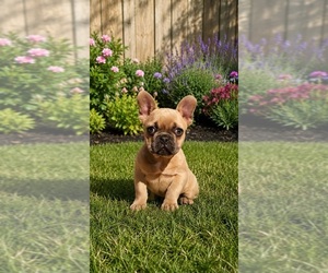 French Bulldog Puppy for sale in INDIANAPOLIS, IN, USA
