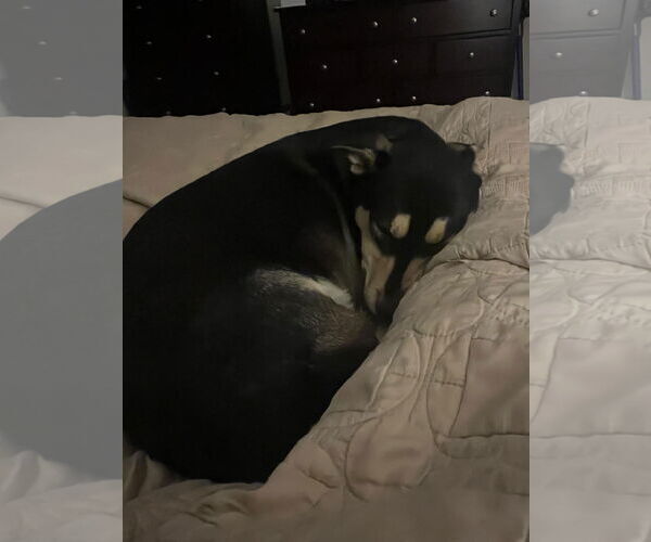Medium Photo #7 Mutt Puppy For Sale in Germantown, OH, USA