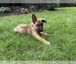 Small #10 German Shepherd Dog