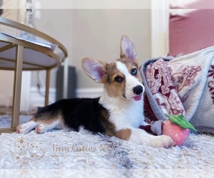 Cardigan Welsh Corgi Puppy for sale in ASTORIA, NY, USA