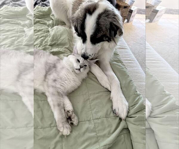 Medium Photo #5 Great Pyrenees Puppy For Sale in Spring, TX, USA