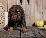 Small Photo #14 Cocker Spaniel Puppy For Sale in GOSHEN, IN, USA