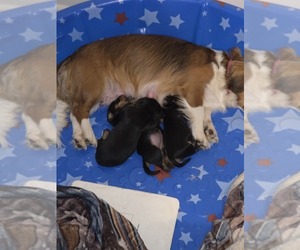 Mother of the Dachshund puppies born on 04/19/2026