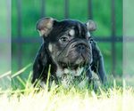 Small #4 French Bulldog