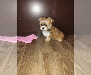 Maltese Puppy for sale in LAPEER, MI, USA