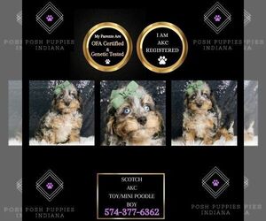 Poodle (Miniature) Puppy for sale in WARSAW, IN, USA