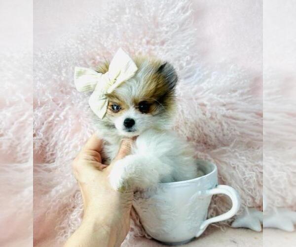 Medium Photo #26 Pomeranian Puppy For Sale in WEST PALM BEACH, FL, USA