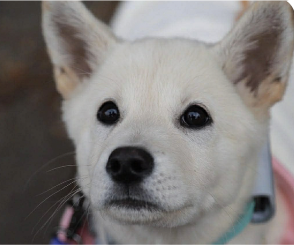 Medium Photo #1 Mutt Puppy For Sale in San Ramon, CA, USA