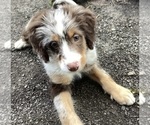 Small #1 Bernedoodle