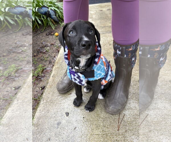 Medium Photo #6 American Pit Bull Terrier-Unknown Mix Puppy For Sale in Berkeley, CA, USA