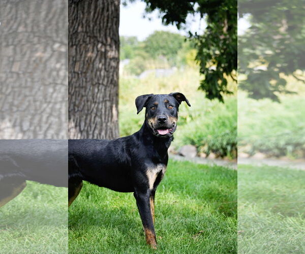 Medium Photo #2 Rottweiler-Unknown Mix Puppy For Sale in Sandy, UT, USA
