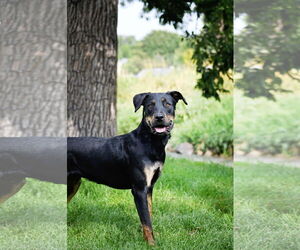 Marcellus - Male Rottweiler-Unknown Mix Dog for Adoption - Photo #2