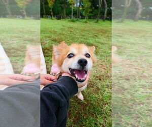 Cavalier King Charles Spaniel-Unknown Mix Dogs for adoption in Agoura Hills, CA, USA