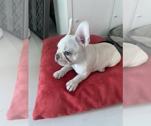 French Bulldog Puppy for sale in MIAMI, FL, USA