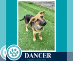 Small #6 German Shepherd Dog
