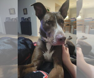 Teddy - Male Siberian Husky-Unknown Mix Dog for Adoption - Photo #13