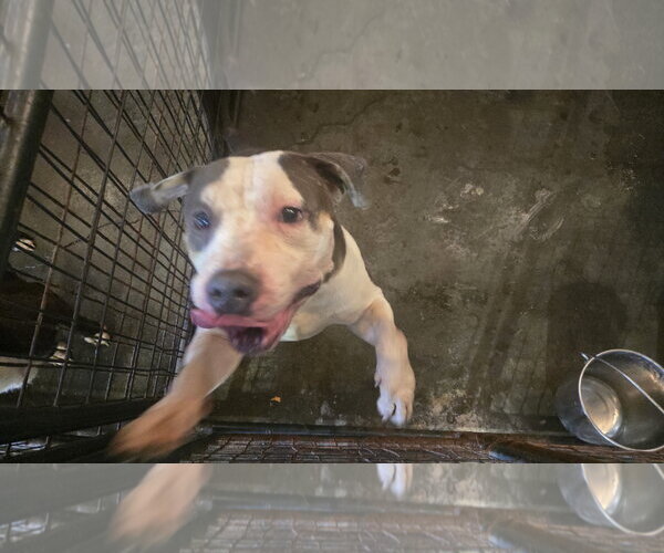 Medium Photo #3 American Bulldog-Unknown Mix Puppy For Sale in Jackson, MS, USA