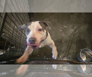 Carson - Male American Bulldog-Unknown Mix Dog for Adoption - Photo #3