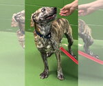 Small Photo #5 Boxador Puppy For Sale in Rustburg, VA, USA