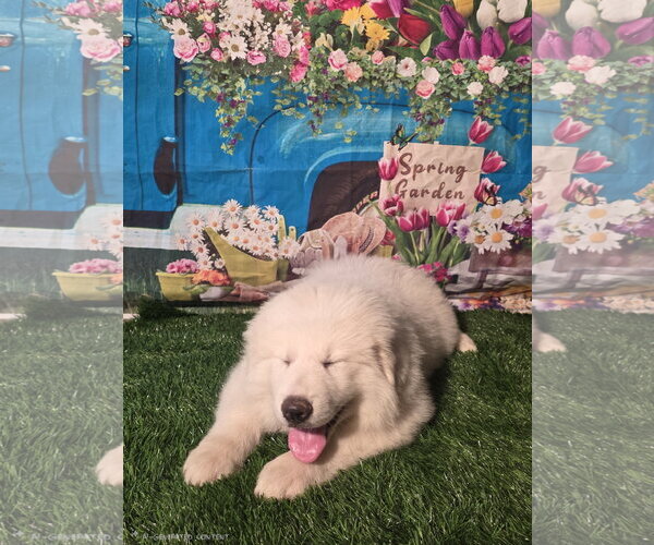 Medium Photo #8 Great Pyrenees Puppy For Sale in Spring, TX, USA