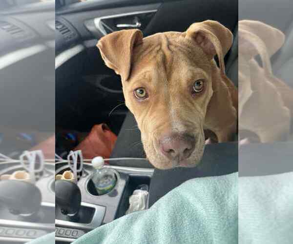 Medium Photo #4 Mutt Puppy For Sale in Springdale, PA, USA