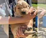 Small Photo #17 Golden Retriever Puppy For Sale in AMITY, AR, USA