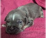 Small #4 American Bully