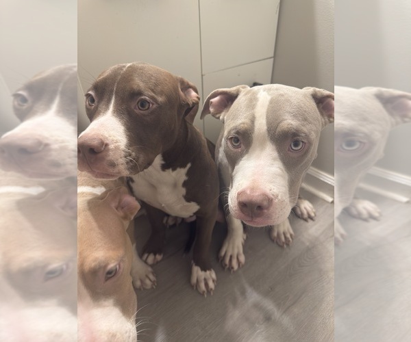 Medium Photo #2 American Bully Puppy For Sale in CHARLOTTE, NC, USA