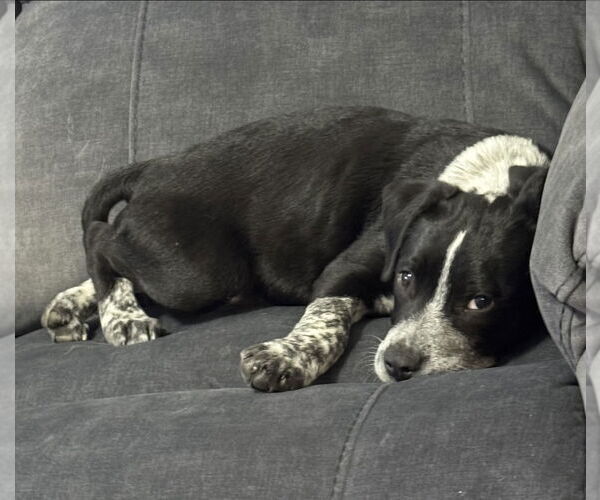 Medium Photo #3 Mutt Puppy For Sale in Euless, TX, USA