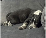 Small #2 Mutt