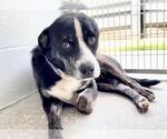 Small #1 Labrador Retriever Mix