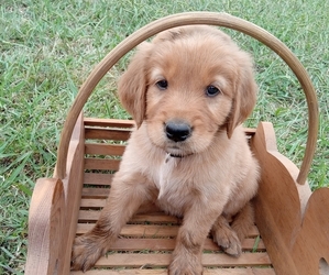 Golden Retriever Dog for Adoption in ATTALLA, Alabama USA