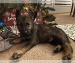 Small Photo #5 German Shepherd Dog Puppy For Sale in FAIRMOUNT, IN, USA