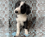 Small Photo #6 Aussiedoodle Puppy For Sale in KATY, TX, USA