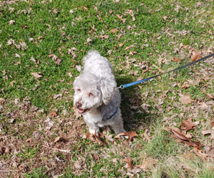 Havanese Puppy for sale in WINSTON SALEM, NC, USA