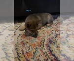 Puppy 1 Chow Chow-Siberian Husky Mix