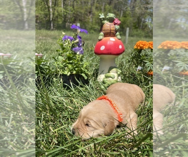 Medium Photo #4 Golden Retriever Puppy For Sale in NEOLA, WV, USA