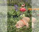 Small #3 Golden Retriever