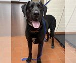 Small Great Dane-Labrador Retriever Mix