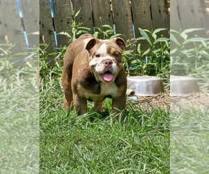 Bulldog Puppy for sale in BELOIT, OH, USA