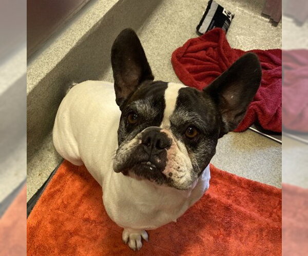 Medium Photo #1 French Bulldog Puppy For Sale in San Martin, CA, USA