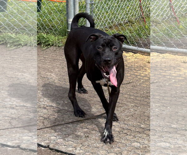 Medium Photo #9 Mutt Puppy For Sale in Virginia Beach, VA, USA