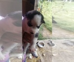 Small Photo #4 Siberian Husky Puppy For Sale in OSCEOLA, MO, USA