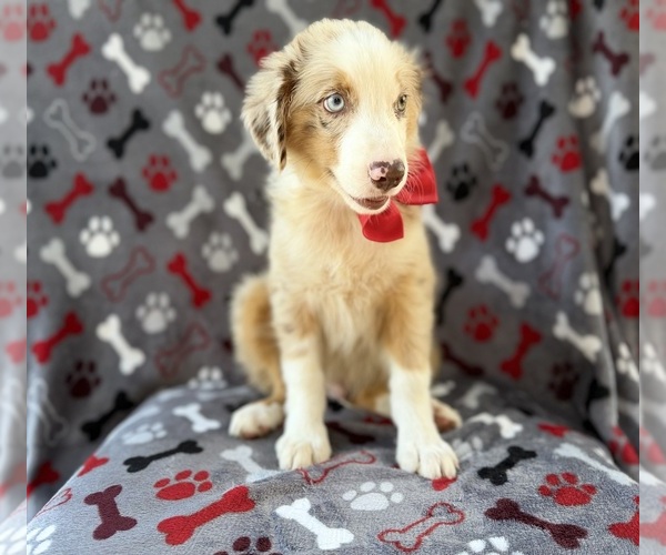 Medium Photo #7 Miniature Australian Shepherd Puppy For Sale in LAKELAND, FL, USA