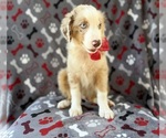 Small #6 Miniature Australian Shepherd