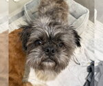 Small #2 French Tzu