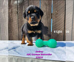 Puppy Audrey Rottweiler