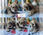Small Photo #6 Maltipoo Puppy For Sale in PALMDALE, CA, USA