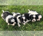 Small Photo #2 Shih Tzu Puppy For Sale in CORVALLIS, OR, USA