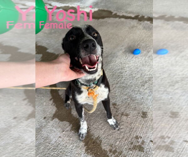 Medium Photo #1 Mutt Puppy For Sale in Cromwell, KY, USA